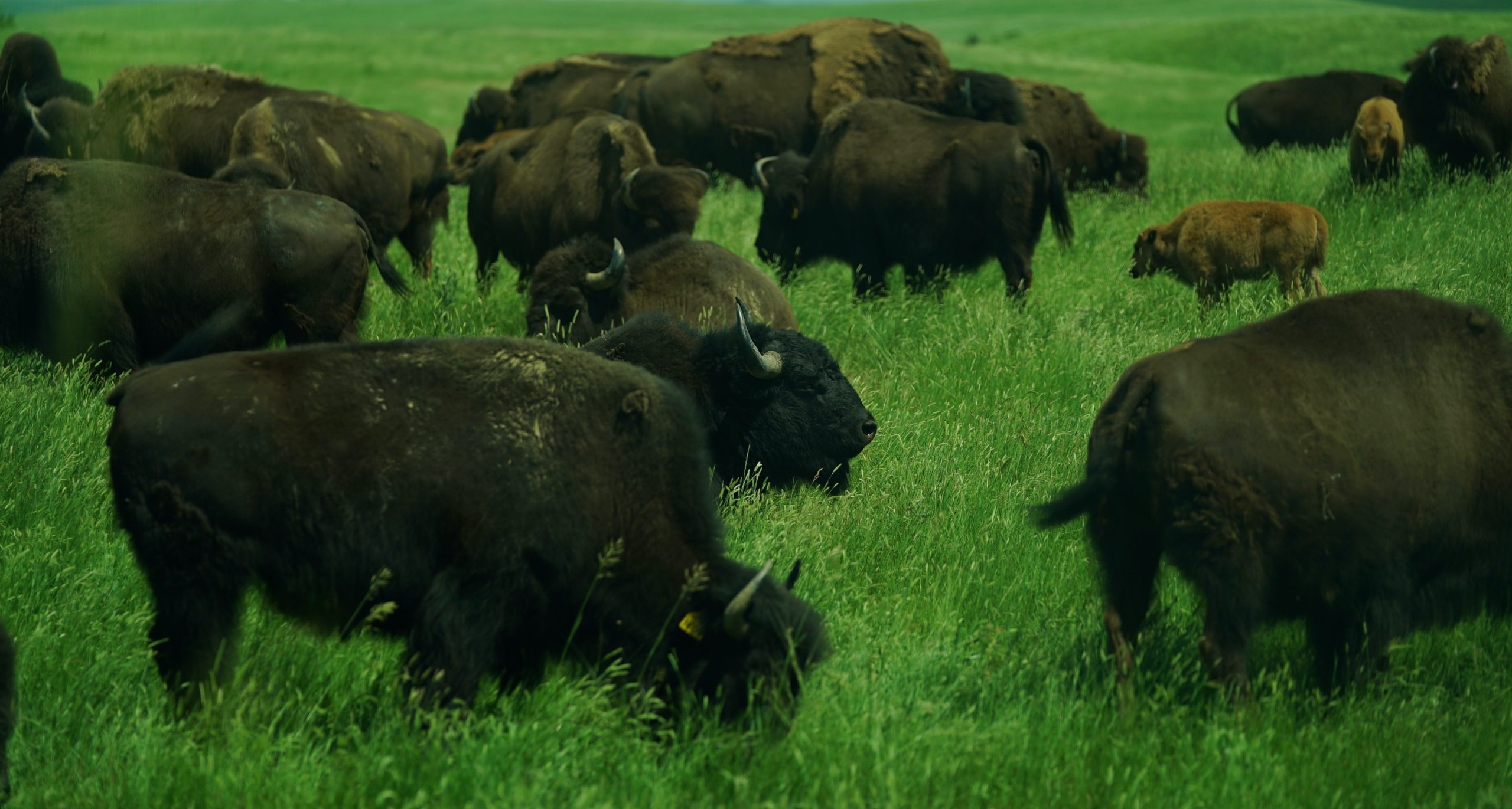 Bison-grou_20220728-140719_1.jpeg
