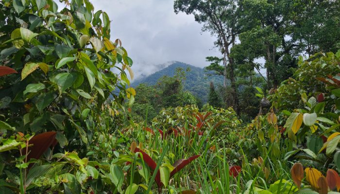 fundacion-sobrevivencia-cofan-galeria6-03