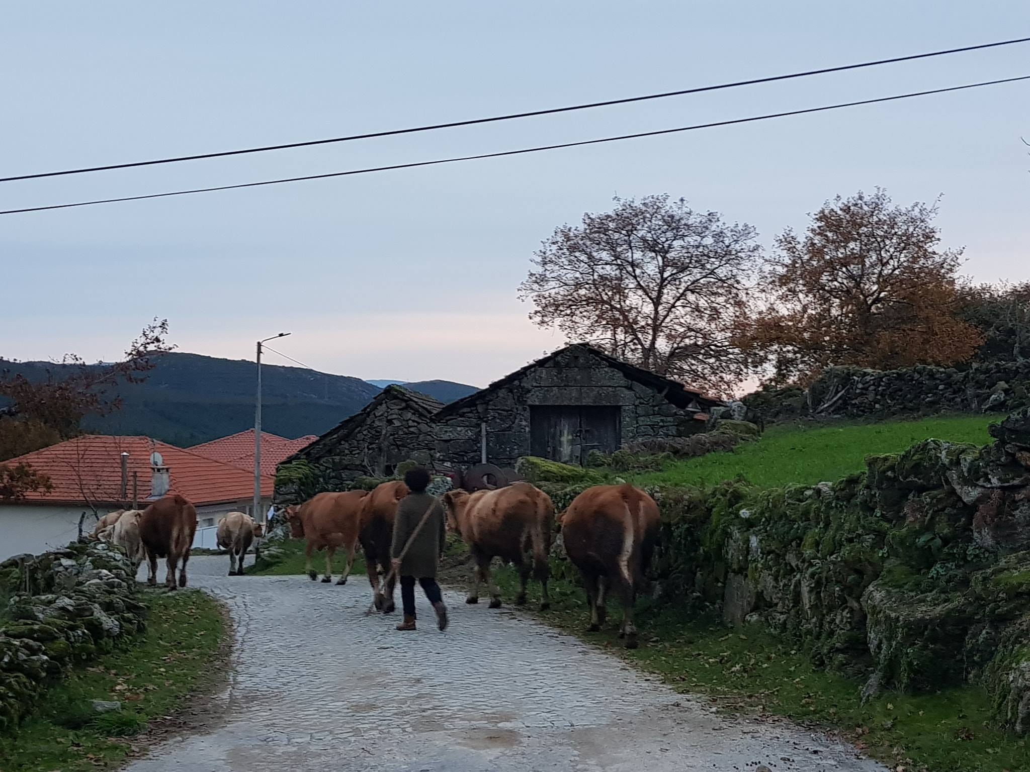 49716191_394472027969610_5808412182248947712_n