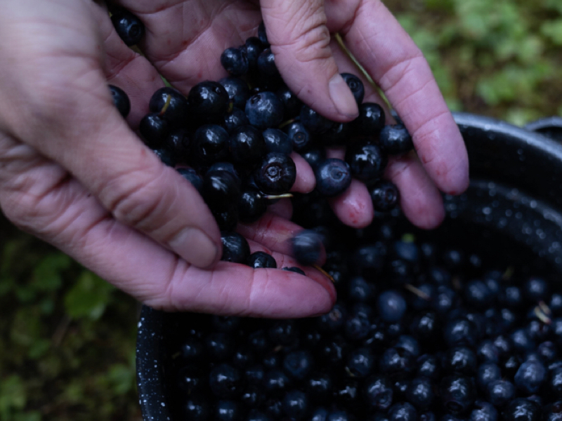 Rebalancing Native Diets with Subsistence Foods in Cordova, Alaska
